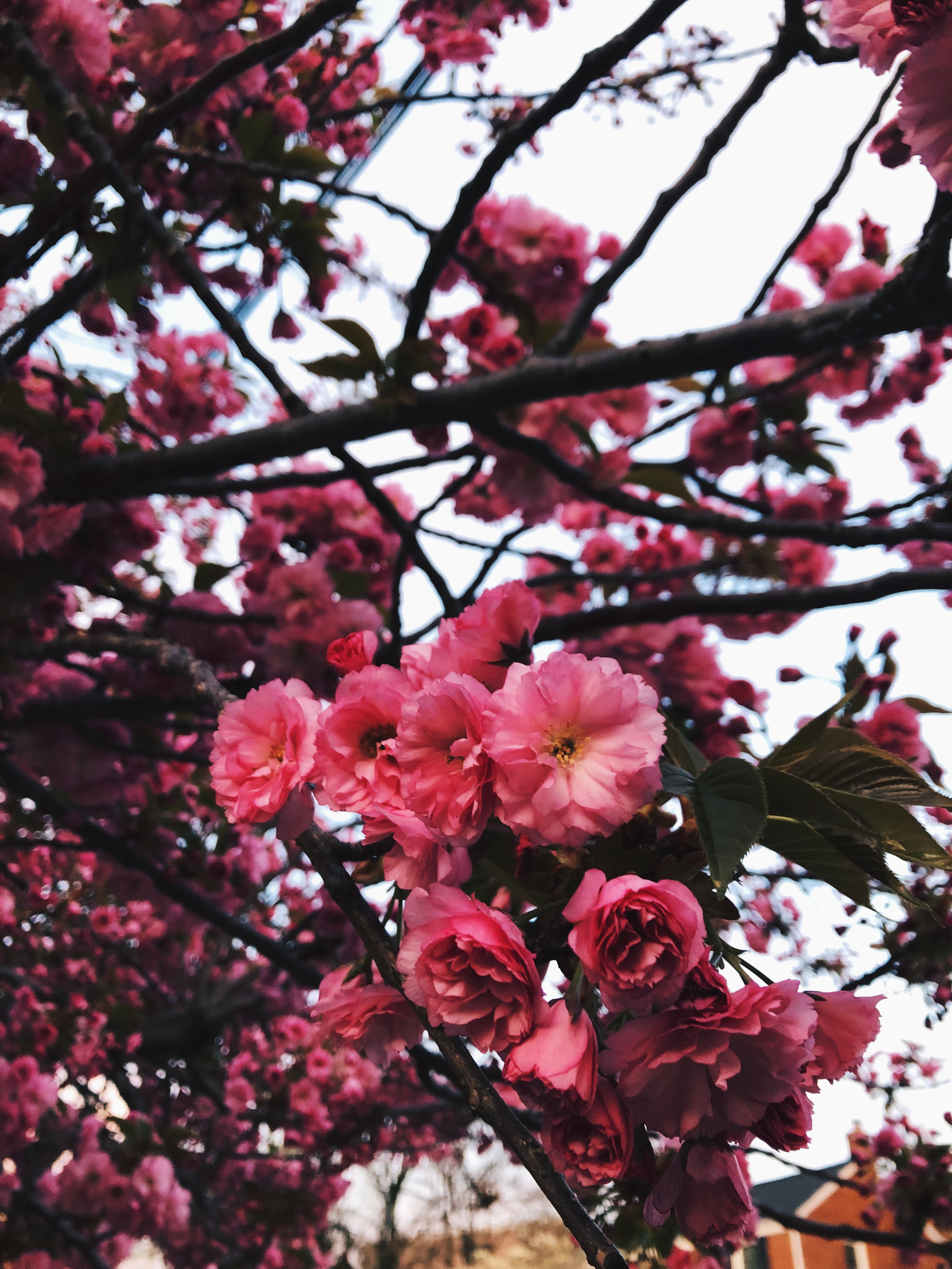 Processed with VSCO with hb2 preset